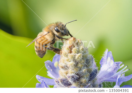 Honeybees sucking flower nectar 135004391