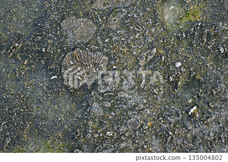 嵌在石灰岩中的珊瑚殘骸 135004802