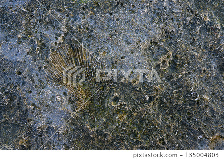 Coral remains embedded in limestone 135004803