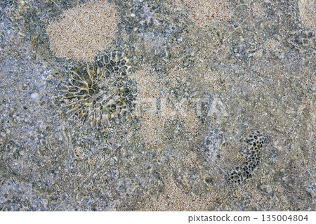 Coral remains embedded in limestone 135004804
