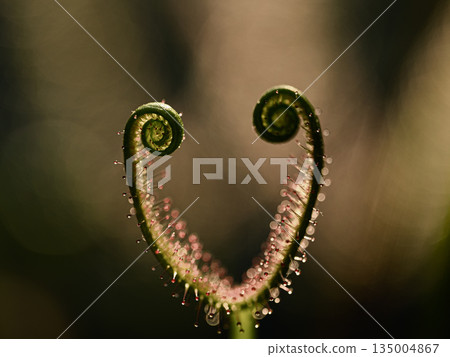 威爾士洋蔥 135004867