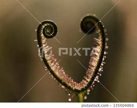 威爾士洋蔥 135004868