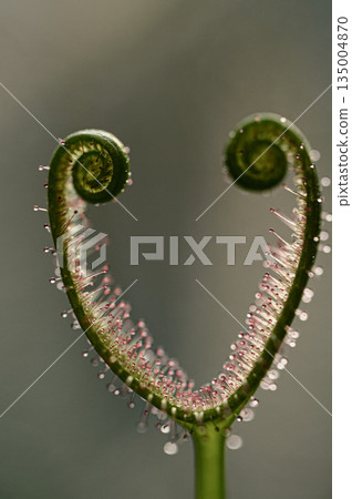 威爾士洋蔥 135004870