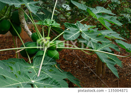 熱帶果樹：木瓜 135004871