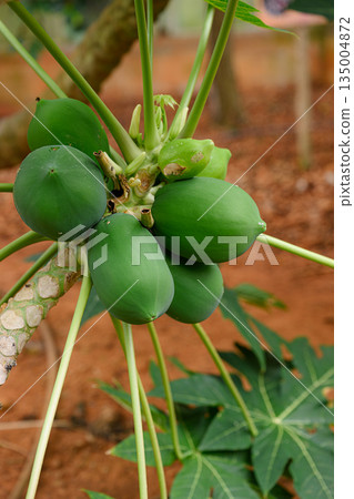 Tropical fruit tree: papaya 135004872