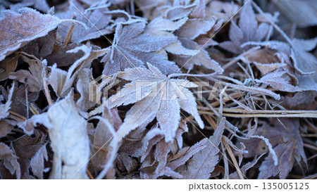 Frosted fallen leaves 135005125