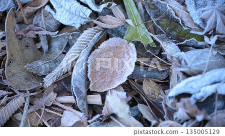 Frosted fallen leaves 135005129