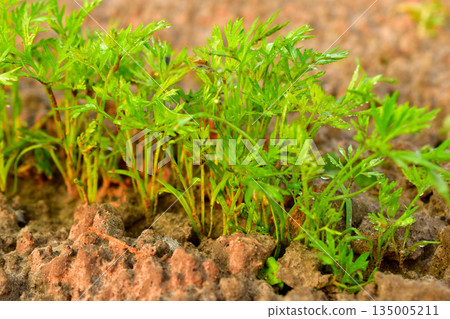 A row of green carrot leaves. A row of green carrot leaves. 135005211