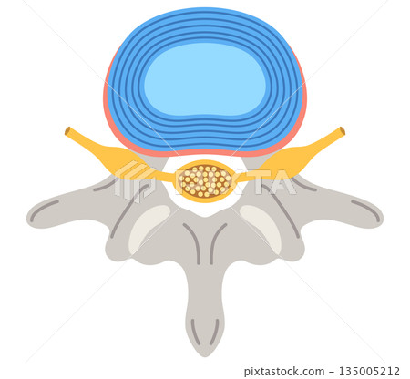 Structure of the intervertebral disc: Lumbar disc herniation 135005212