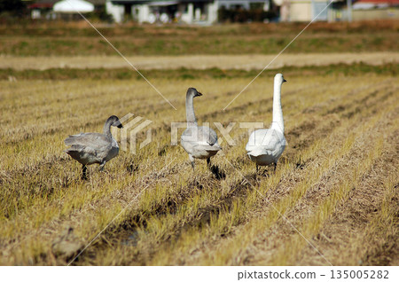 A swan looking out over the rice fields A swan looking out over the rice fields 135005282