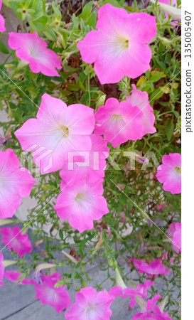 broken egg in grass 135005407