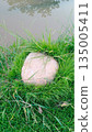 broken egg in grass 135005411