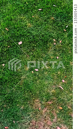 broken egg in grass broken egg in grass 135005413
