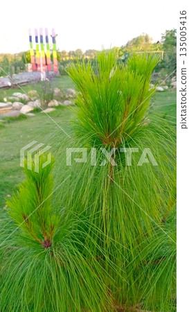 broken egg in grass 135005416
