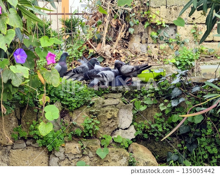 Wild pigeons throng over a bowl of food among the walls and flowers. Wild pigeons throng over a bowl of food among the walls and flowers. 135005442