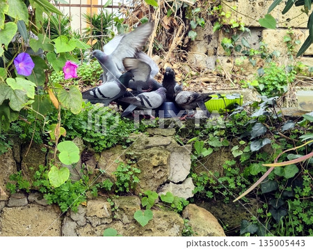 Wild pigeons throng over a bowl of food among the walls and flowers. 135005443