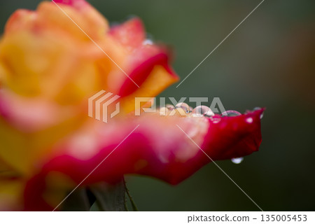 玫瑰園裡,被雨水浸潤的黃紅色玫瑰正在盛開。這種玫瑰的名字叫錦江。 玫瑰園裡,被雨水浸潤的黃紅色玫瑰正在盛開。這種玫瑰的名字叫錦江。 135005453