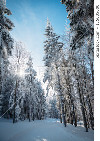 Winter forest canopy under bright blue sky. Winter forest canopy under bright blue sky. 135005600