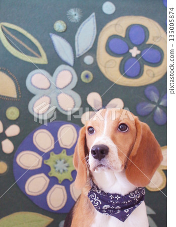 A beagle standing in front of a handmade piece A beagle standing in front of a handmade piece 135005874