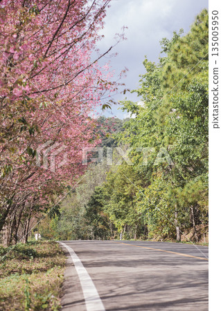 travel in nature concept with pink cherry blossom tree and country road in springtime season travel in nature concept with pink cherry blossom tree and country road in springtime season 135005950