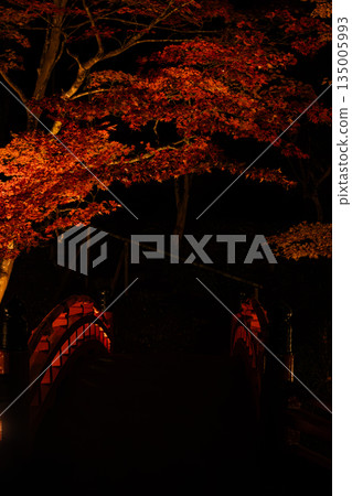 靜岡縣遠富國一宮市小國神社的秋葉 135005993