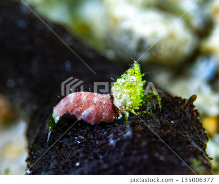 Sashimi shrimp Sashimi shrimp 135006377