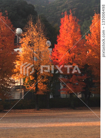 A row of maple trees bathed in the morning sun (Taiwan maple trees bathed in the winter sun) 135006498