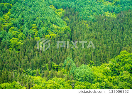 Beautiful coniferous forests in the Oku-Hida region during the fresh green season 135006562