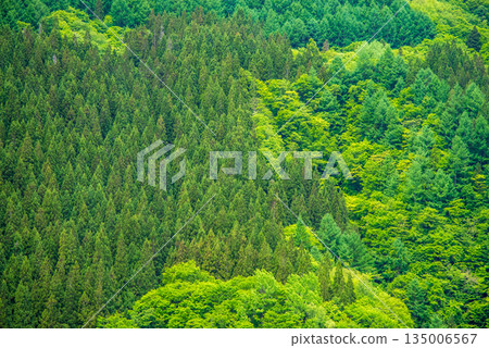 Beautiful coniferous forests in the Oku-Hida region during the fresh green season 135006567