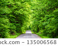 A straight road through a forest of fresh greenery 135006568