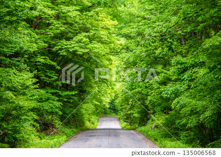 一條筆直的道路穿過一片綠意盎然的森林 135006568