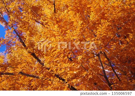 Vividly colored metasequoia 135006597
