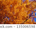 Vividly colored metasequoia 135006598