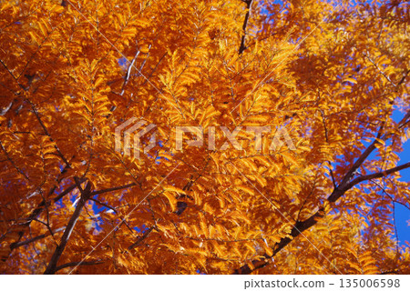 Vividly colored metasequoia 135006598
