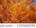 Vividly colored metasequoia 135006599