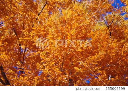 Vividly colored metasequoia 135006599