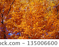 Vividly colored metasequoia 135006600