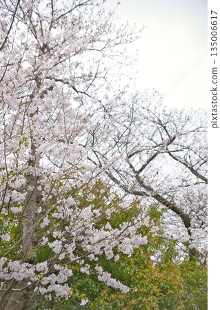 櫻花盛開 135006617