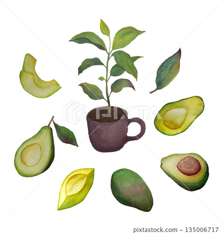 Watercolor Avocado Set with Plant, Leaves and Fruit on White Background 135006717