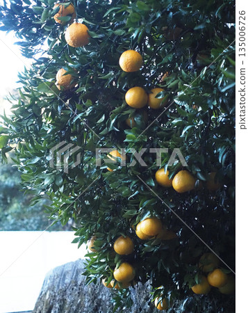 斜坡上鐵皮棚前的德科彭（黃色不知火果實和綠色葉子） 135006726