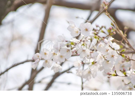 櫻花開了 櫻花開了 135006738