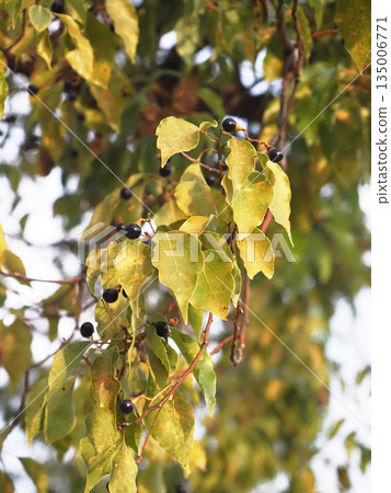 Blackened camphor berries and leaves (camphor tree bathed in winter sunshine) Blackened camphor berries and leaves (camphor tree bathed in winter sunshine) 135006771