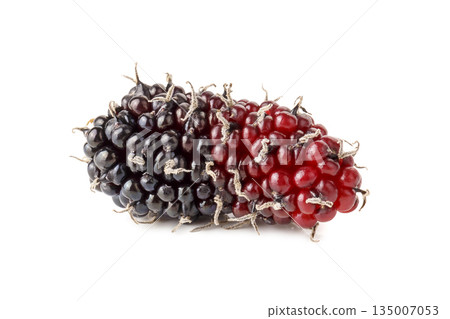 A mulberry, a type of edible berry that grows on trees of the Morus genus, isolated on a white background 135007053