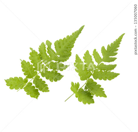 Fern leaves isolated on a white background Fern leaves isolated on a white background 135007060