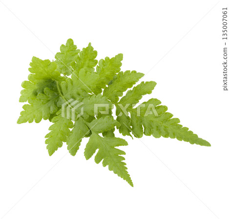 Fern leaves isolated on a white background Fern leaves isolated on a white background 135007061