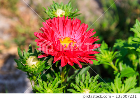 Beautiful aster on flower bed in the garden 135007231