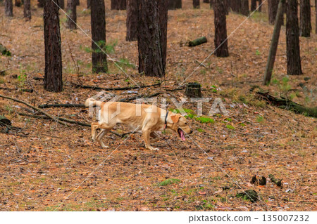 Labrador retriever walking in the pine forest at autumn 135007232