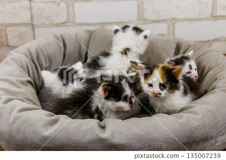 Little kittens sitting in a cat bed 135007239