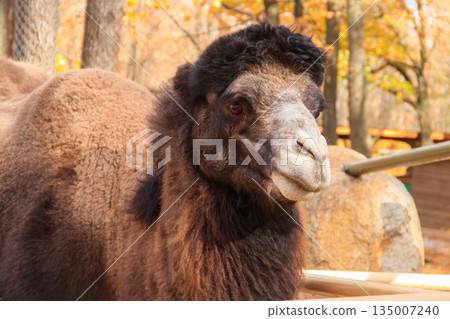 Large brown humped camel on a paddock farm Large brown humped camel on a paddock farm 135007240