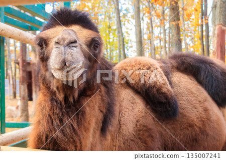 Large brown humped camel on a paddock farm Large brown humped camel on a paddock farm 135007241